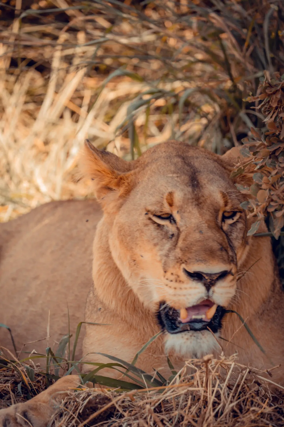 A lioness resting in the long grass