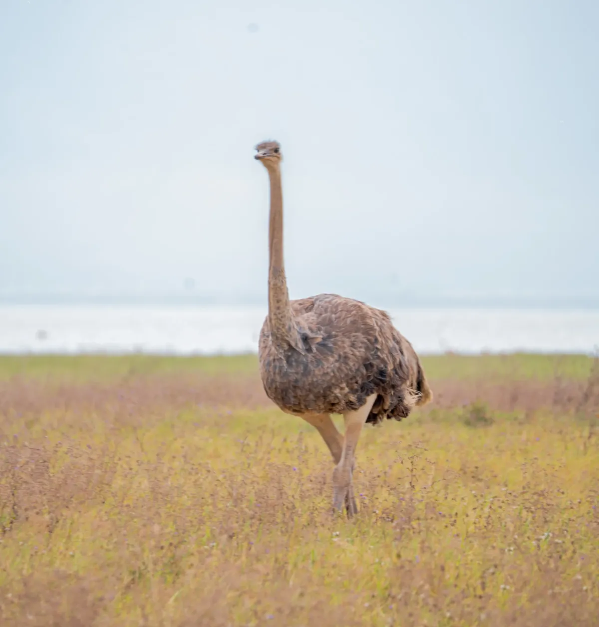An ostrich walking through the grassland