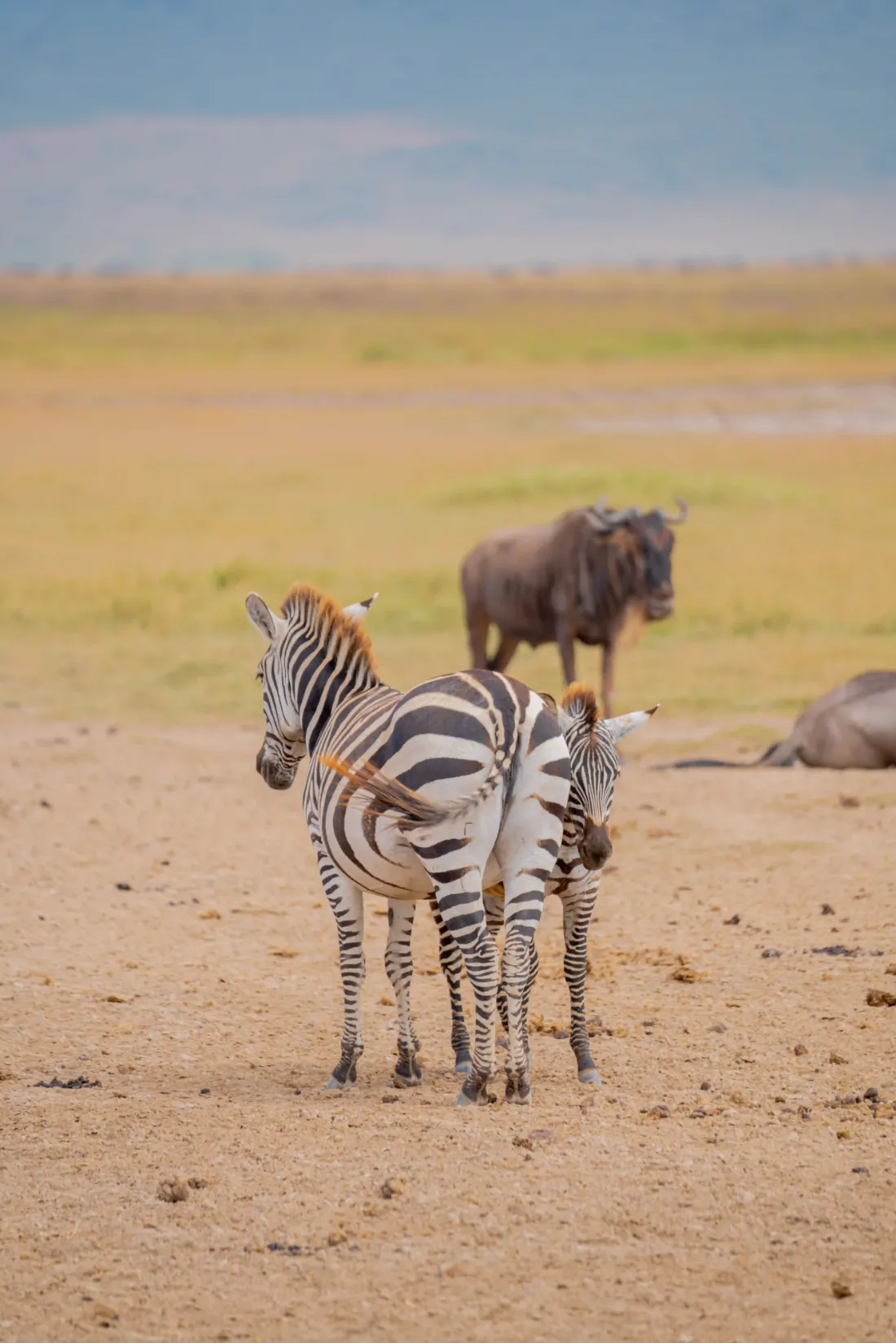 A zebra mother and foal with wildebeest on the plains