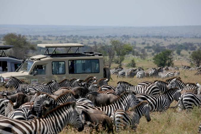 Safari vehicle among zebras in the Serengeti