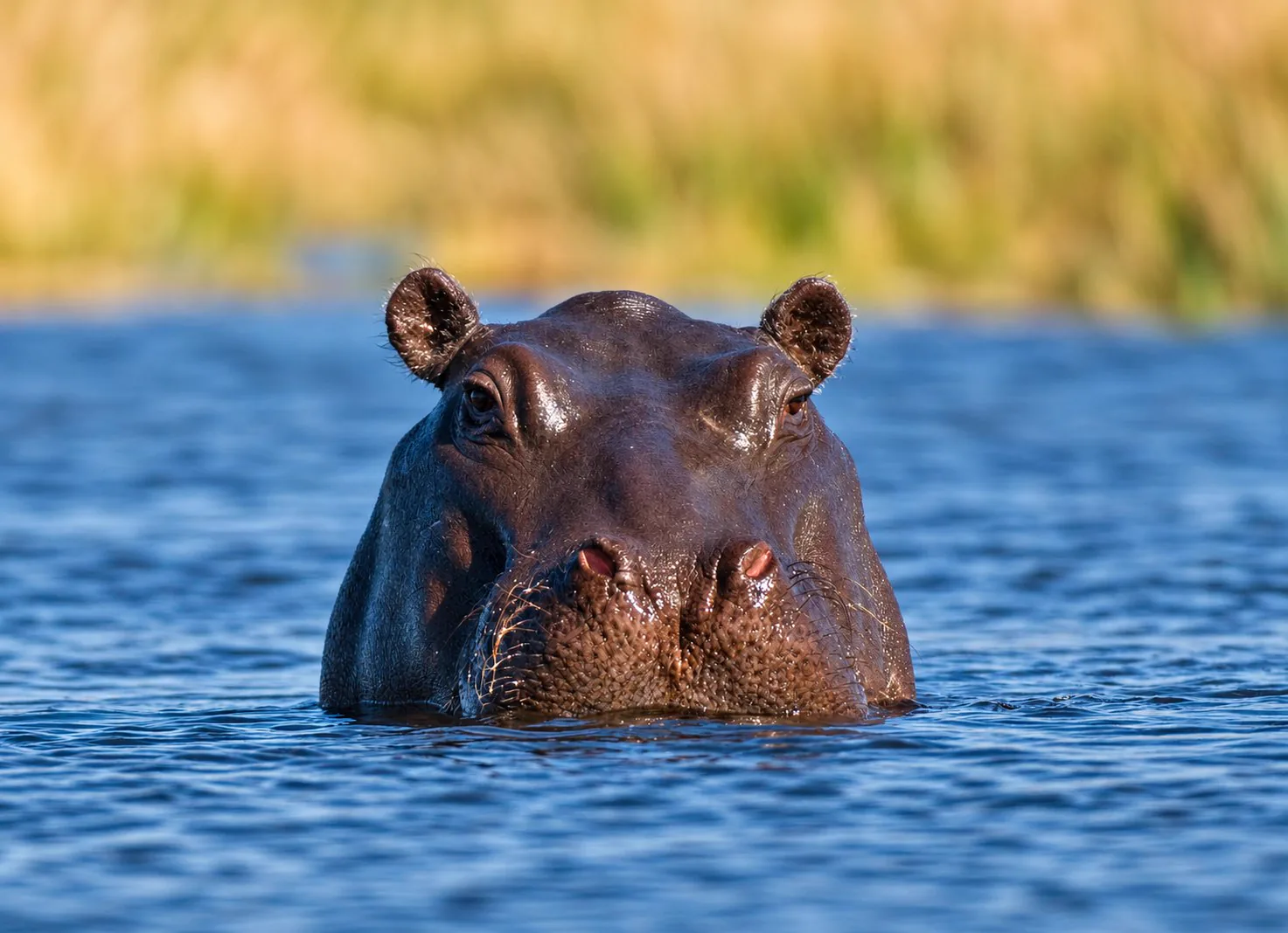 Rufiji River Boat Safari