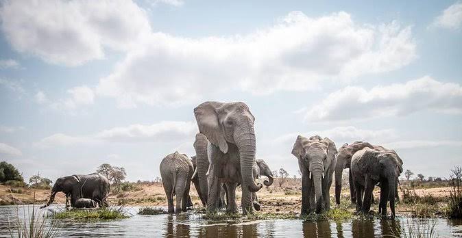 Serengeti is about scale
