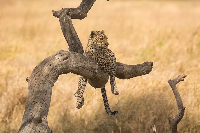 1-3: Safari is not a zoo