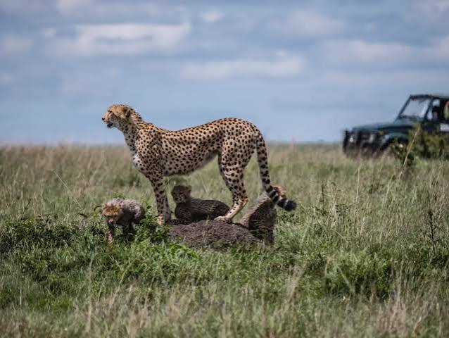 The game drive
