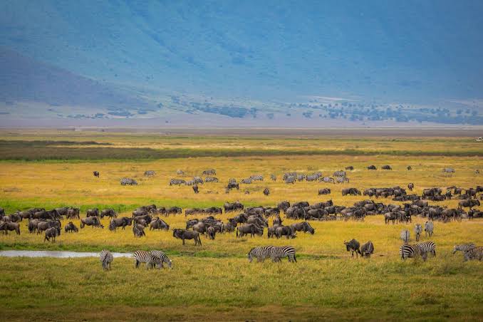 Ngorongoro is about concentration